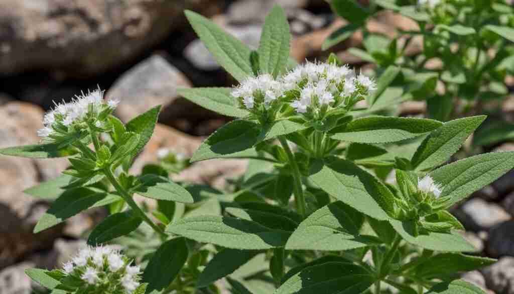 White-Leaf Mountain Mint