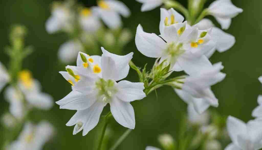 White Wand Beardtongue