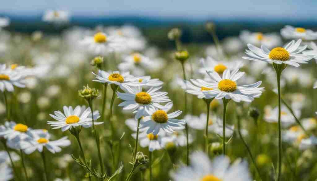 White Wildflowers in Delaware White Wildflowers in Delaware