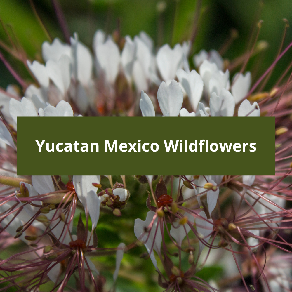 Yucatan-Mexico-Wildflowers