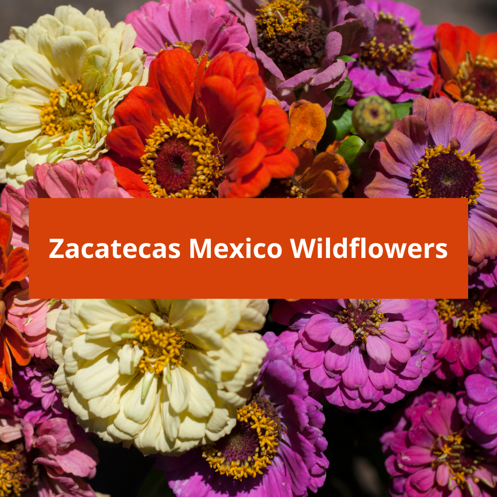 Zacatecas-Mexico-Wildflowers