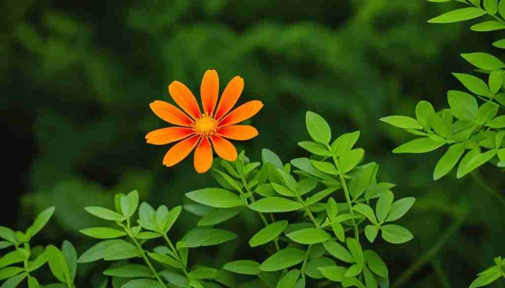 rare wildflowers of Quintana Roo