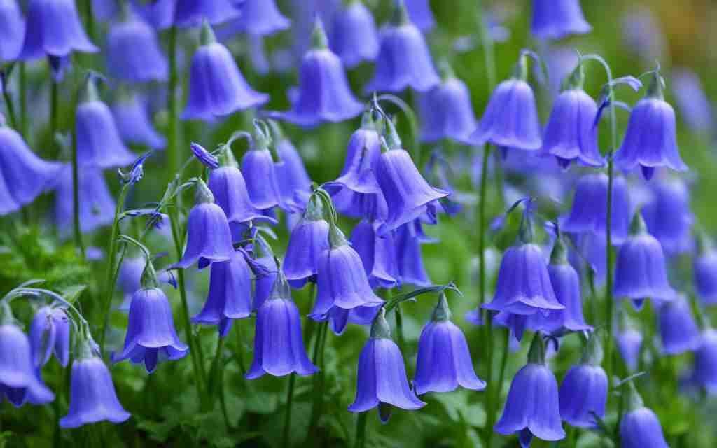 Bell-shaped Blue Campanula