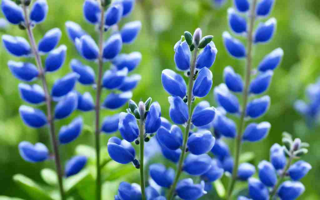 Blue False Indigo historical use
