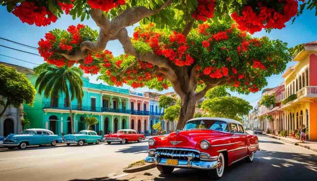 Flamboyant tree in full bloom Flamboyant tree in full bloom