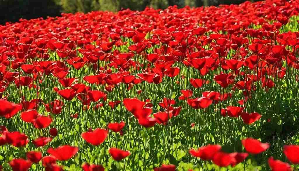 Guyanese red blooms image Guyanese red blooms image