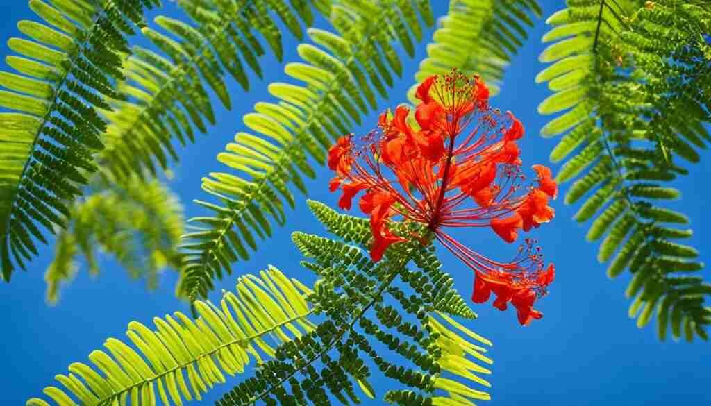Poinciana blooms