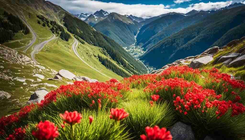Popular Red Flowers in Andorra