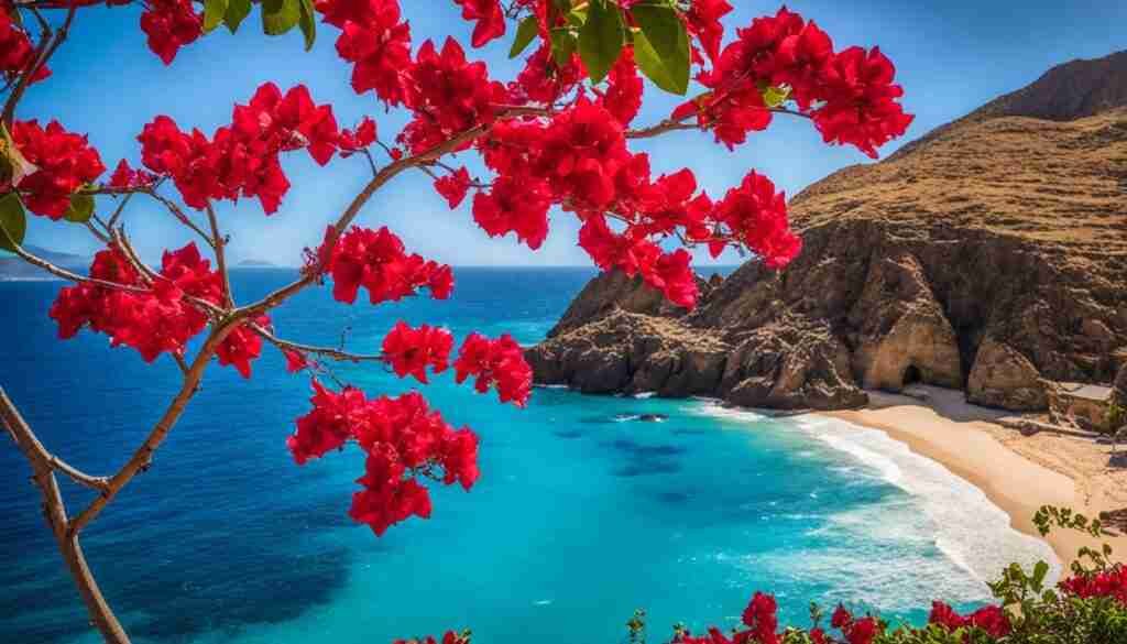 Red Bougainvillea in Cabo Verde