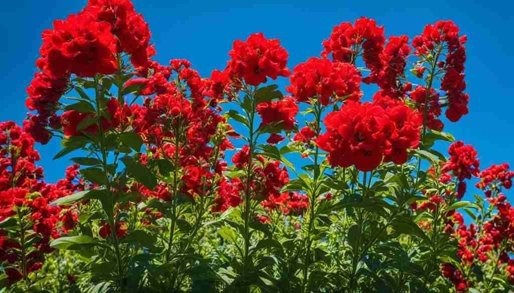 Red Flower Names and Meanings