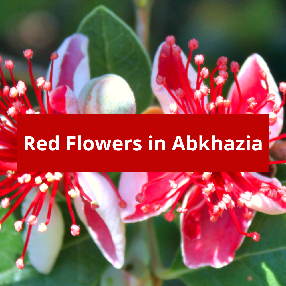 Red-Flowers-in-Abkhazia