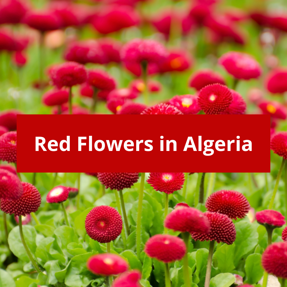 Red-Flowers-in-Algeria