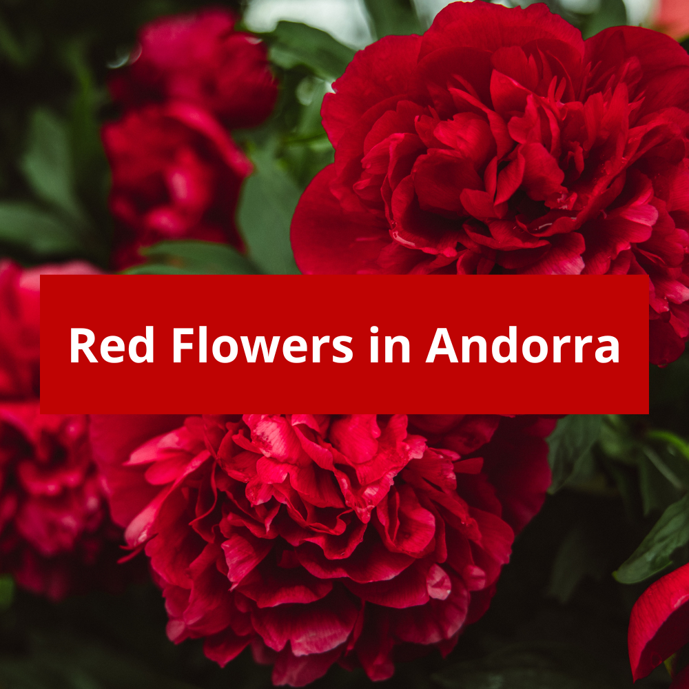 Red-Flowers-in-Andorra