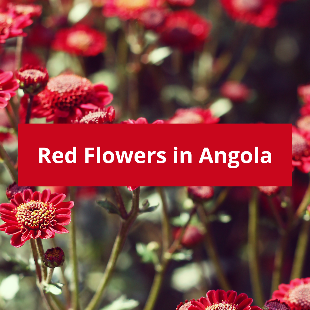 Red-Flowers-in-Angola