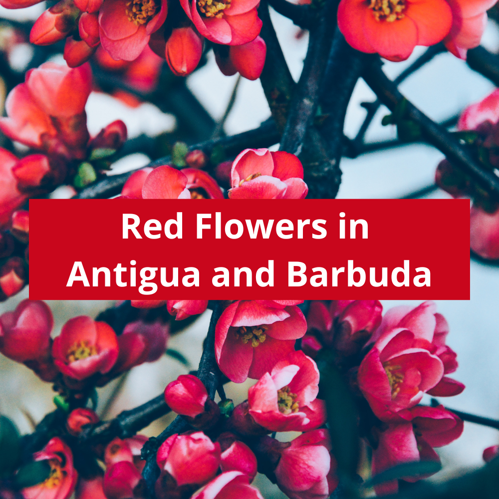 Red-Flowers-in-Antigua-and-Barbuda