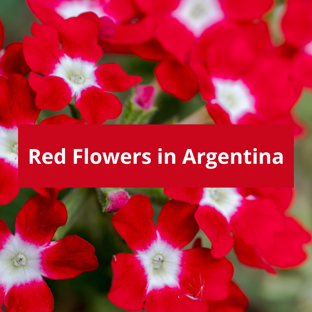 Red-Flowers-in-Argentina