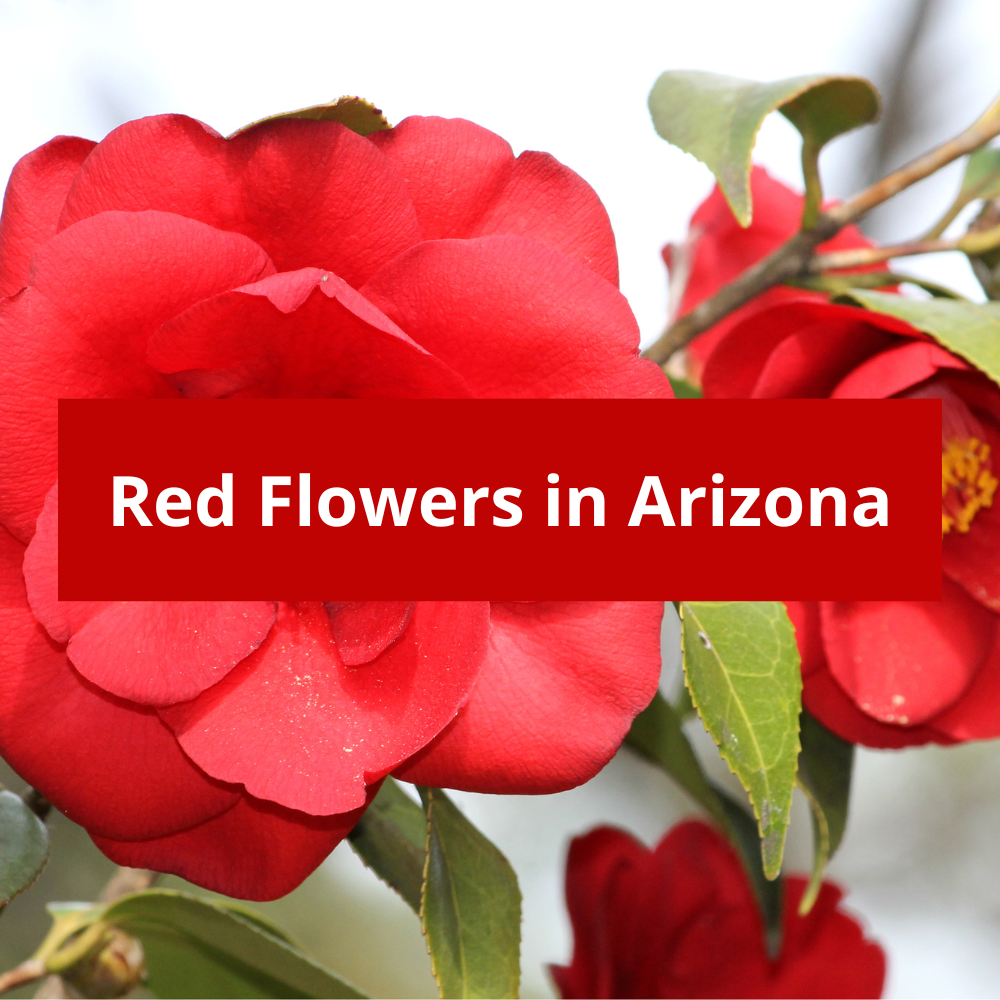 Red-Flowers-in-Arizona