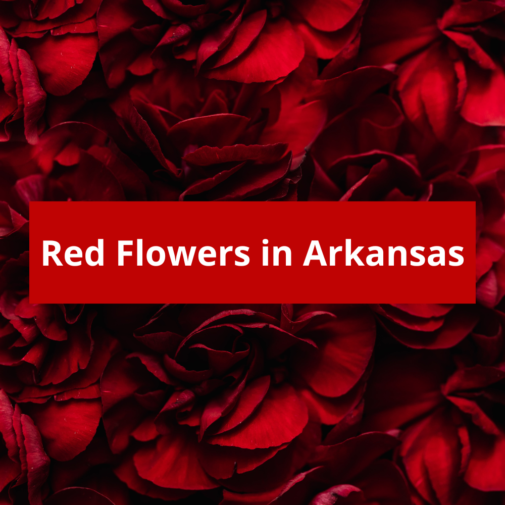 Red-Flowers-in-Arkansas
