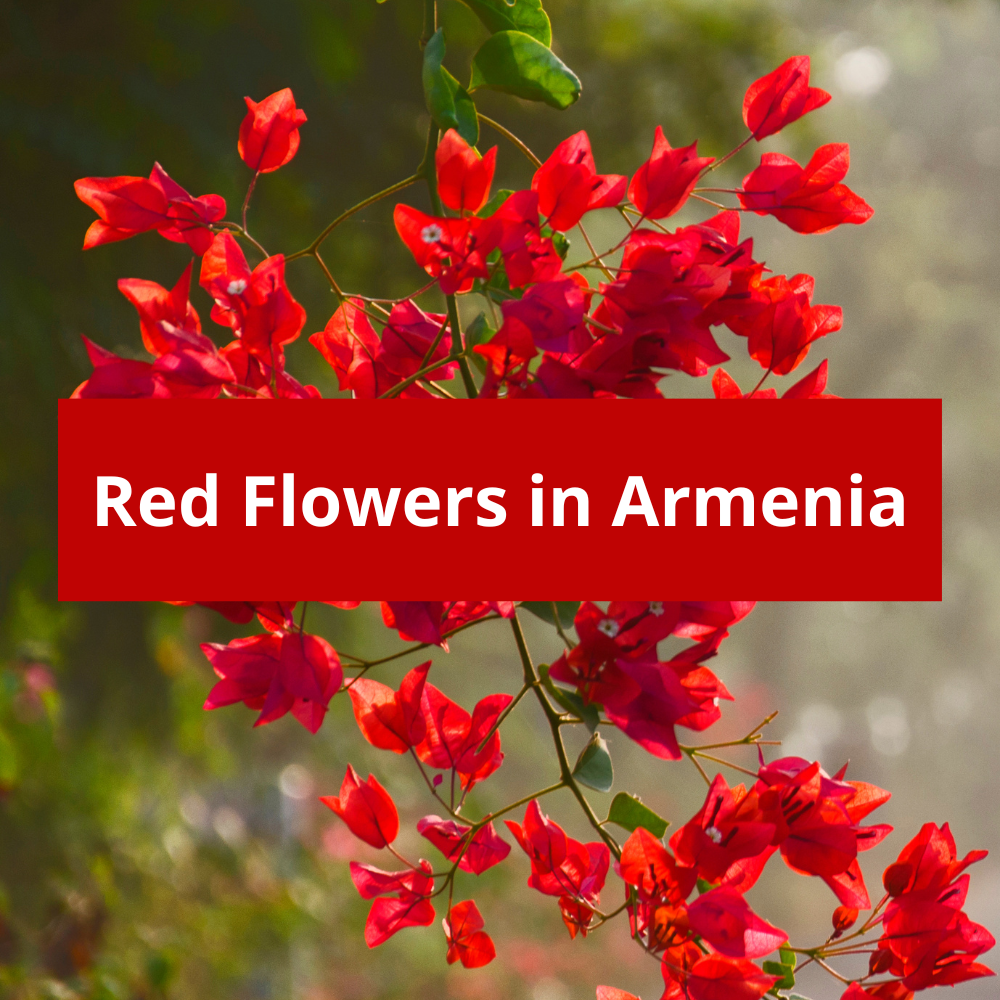 Red-Flowers-in-Armenia