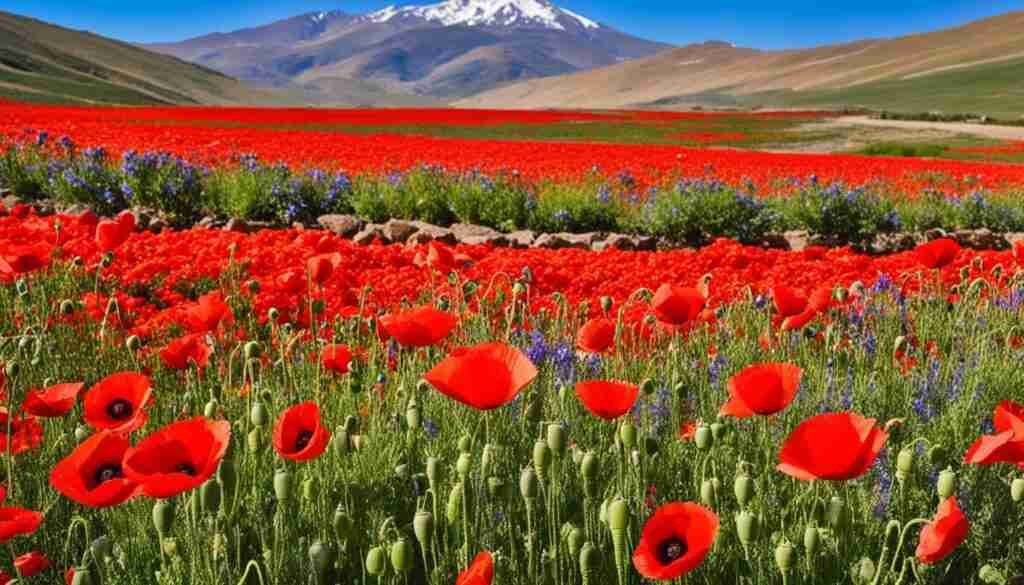 Red Flowers in Armenian Culture