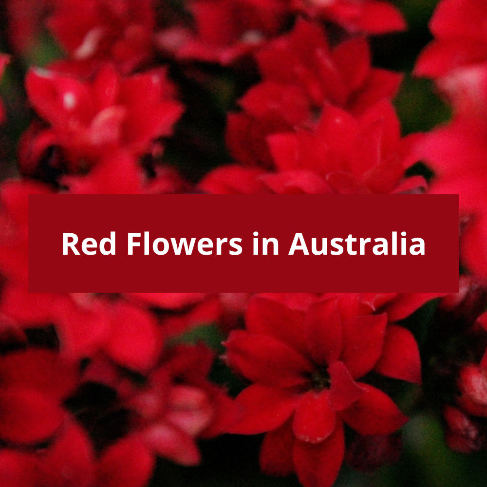 Red-Flowers-in-Australia
