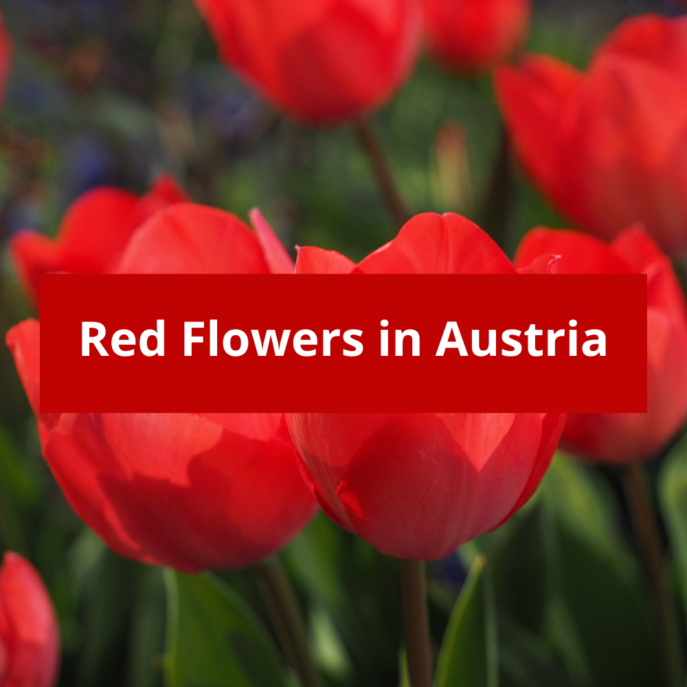 Red-Flowers-in-Austria