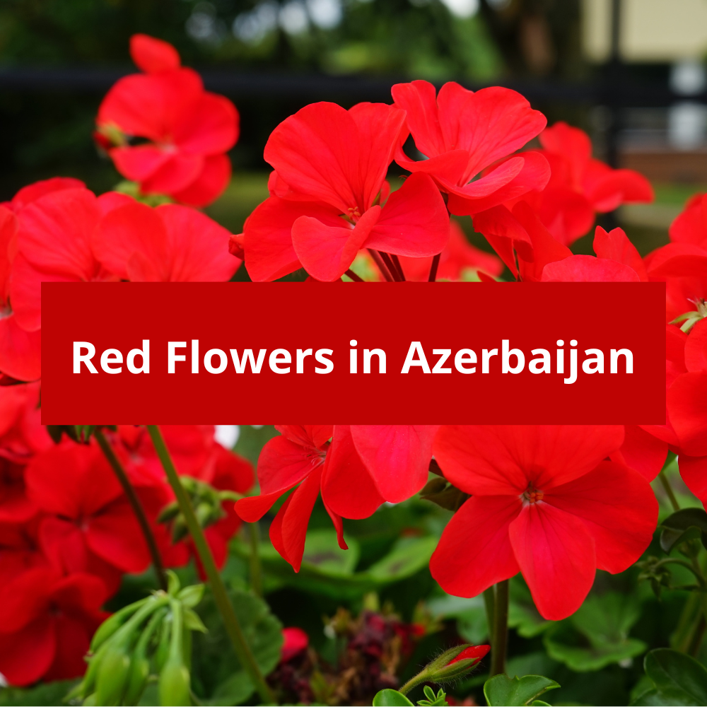 Red-Flowers-in-Azerbaijan
