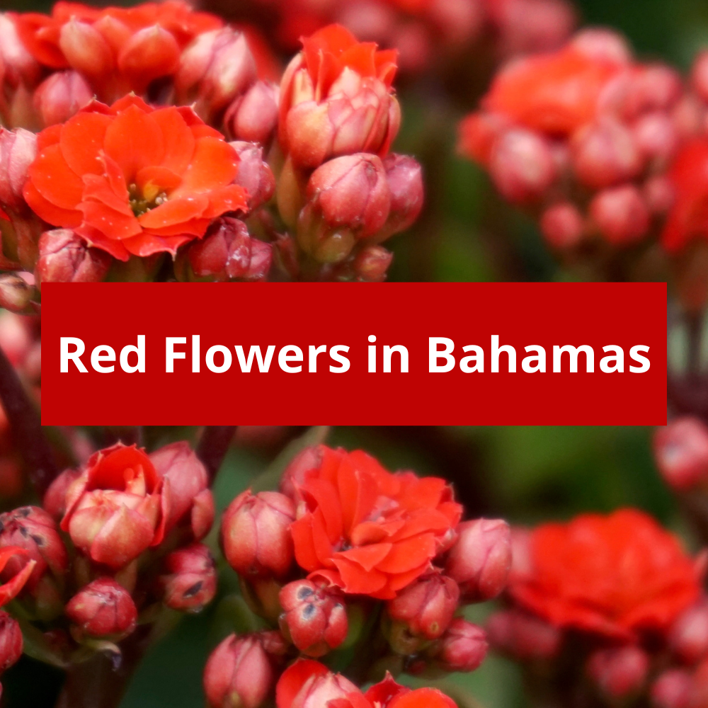 Red-Flowers-in-Bahamas