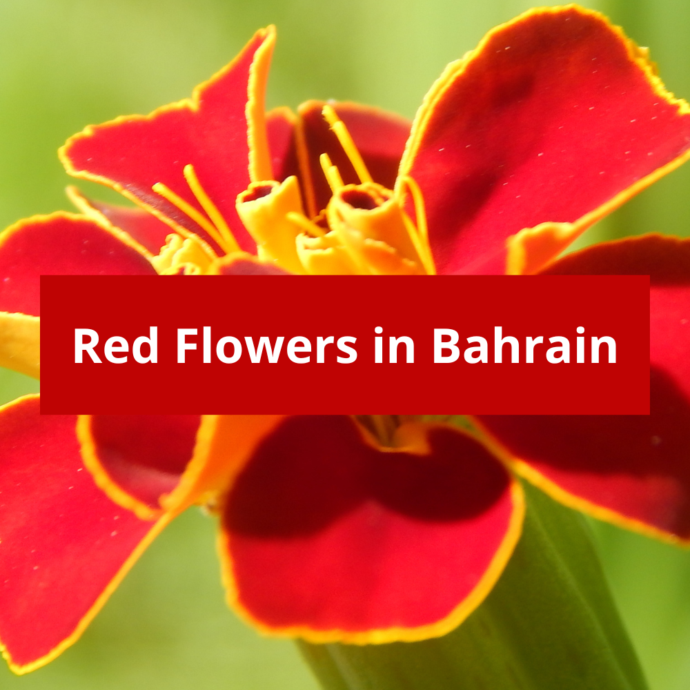 Red-Flowers-in-Bahrain