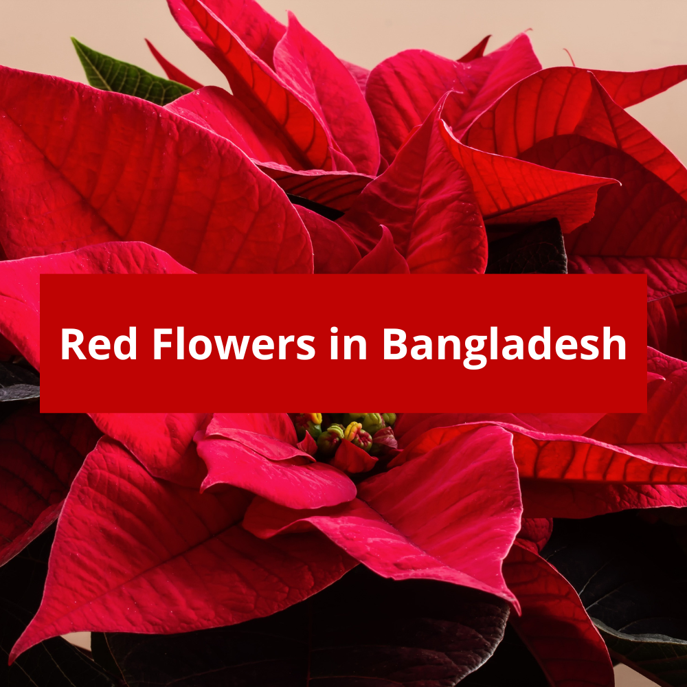 Red-Flowers-in-Bangladesh