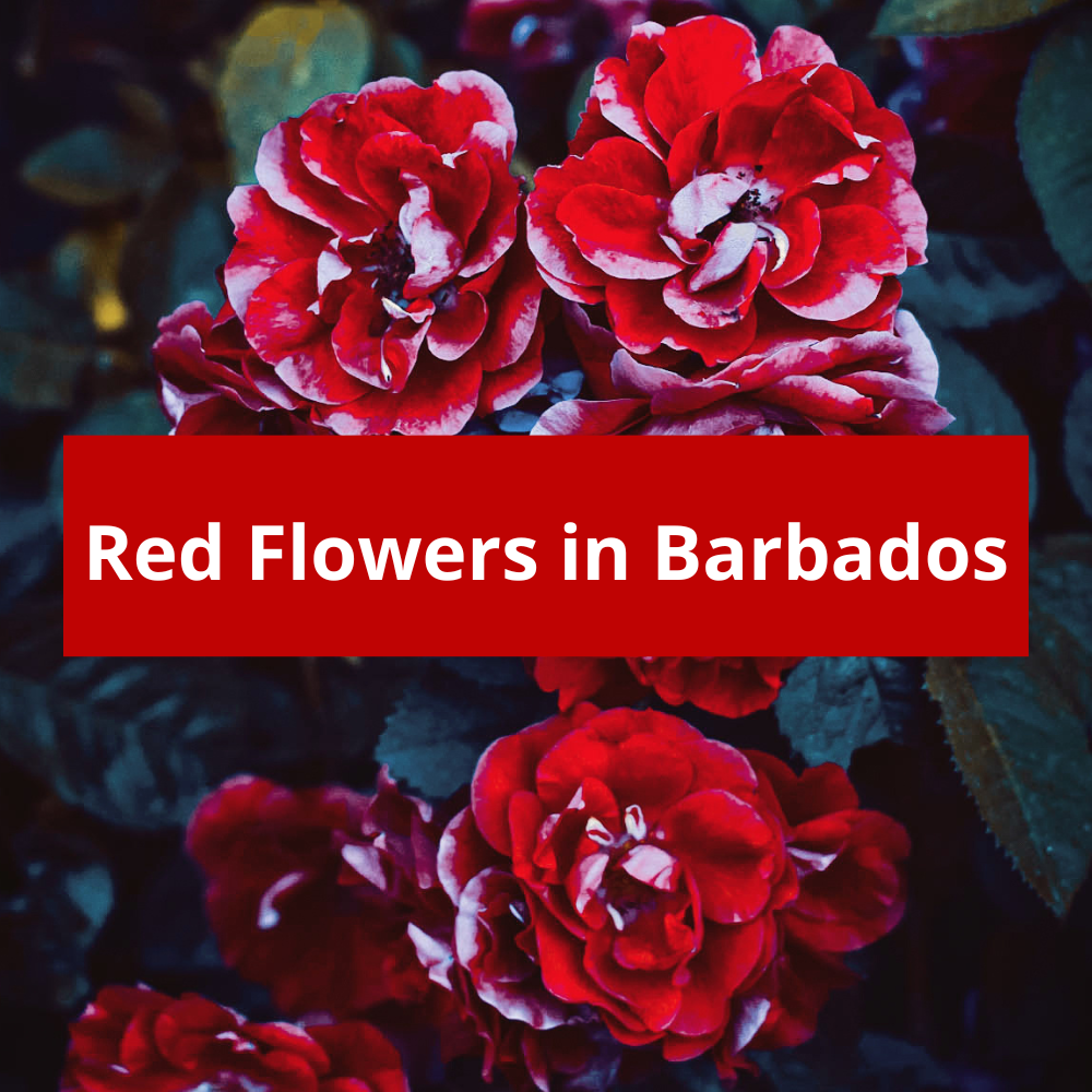 Red-Flowers-in-Barbados