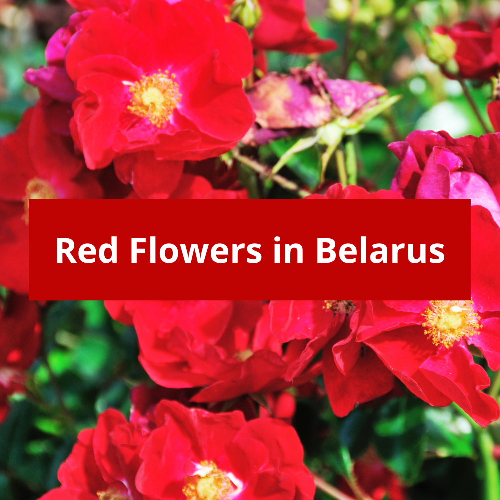Red-Flowers-in-Belarus