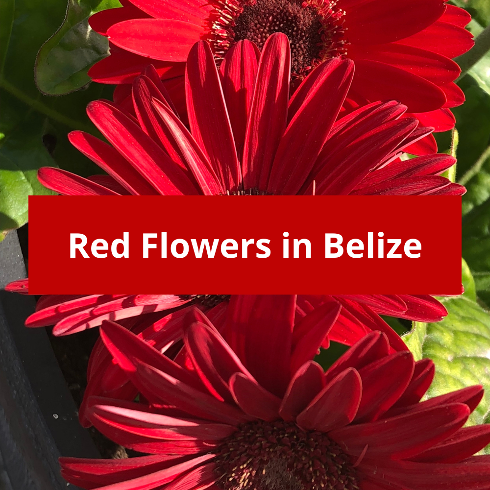 Red-Flowers-in-Beliz