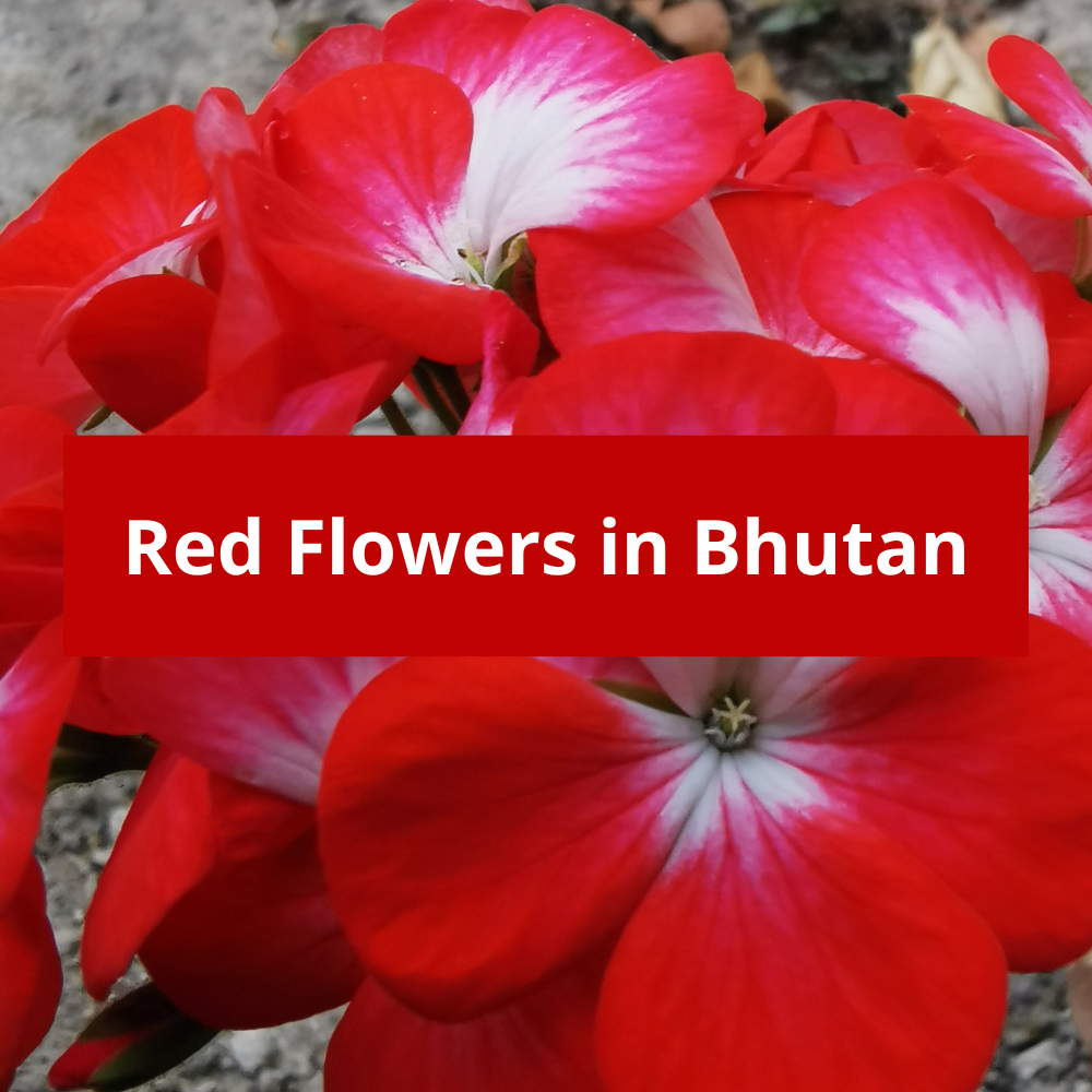Red-Flowers-in-Bhutan