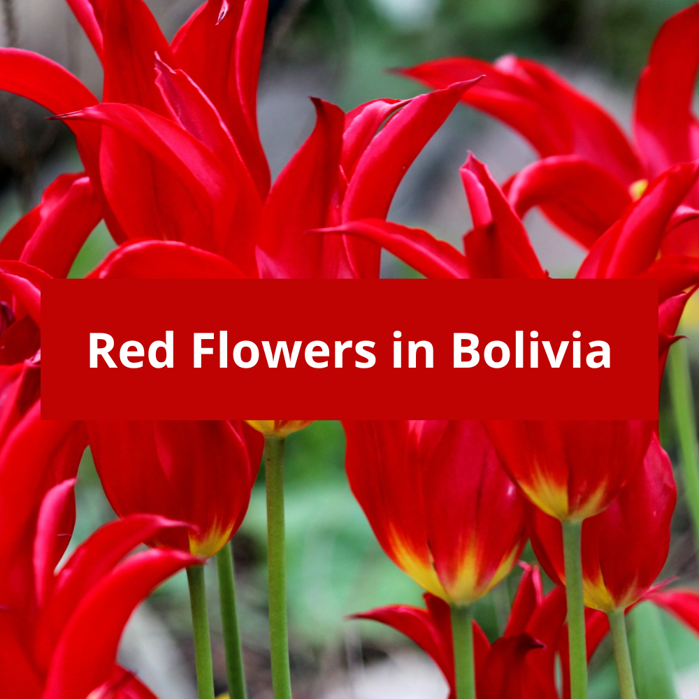 Red-Flowers-in-Bolivia