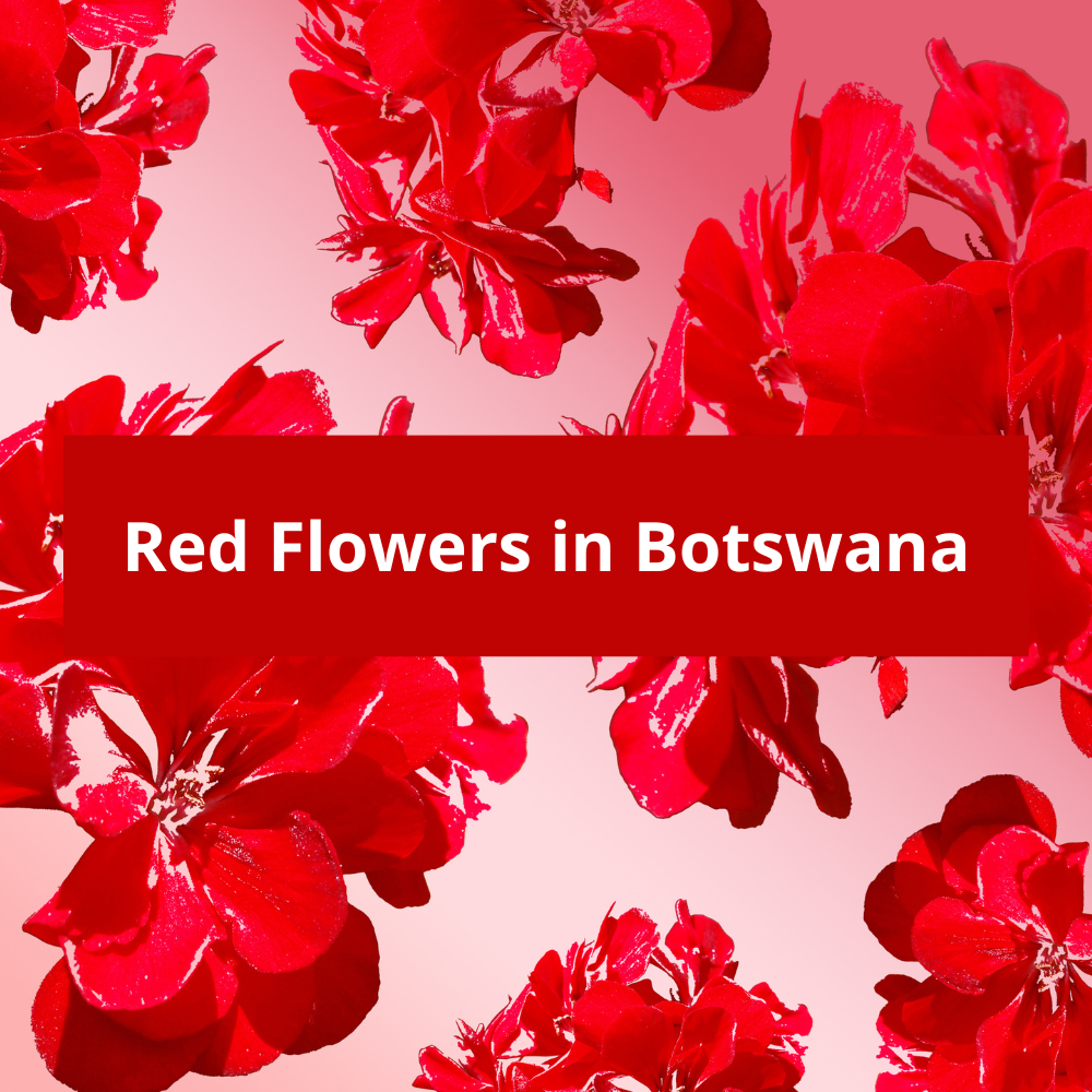 Red-Flowers-in-Botswana