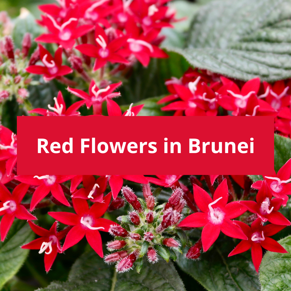 Red-Flowers-in-Brunei