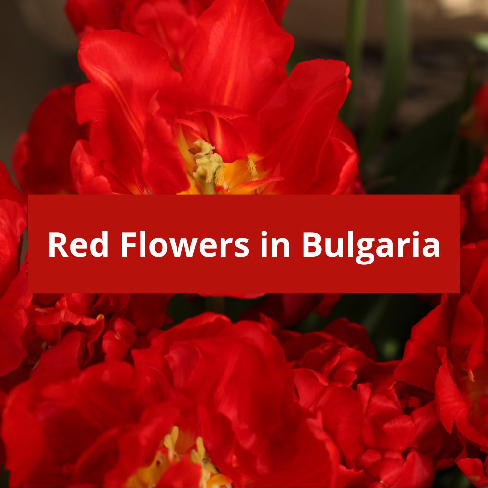 Red-Flowers-in-Bulgaria