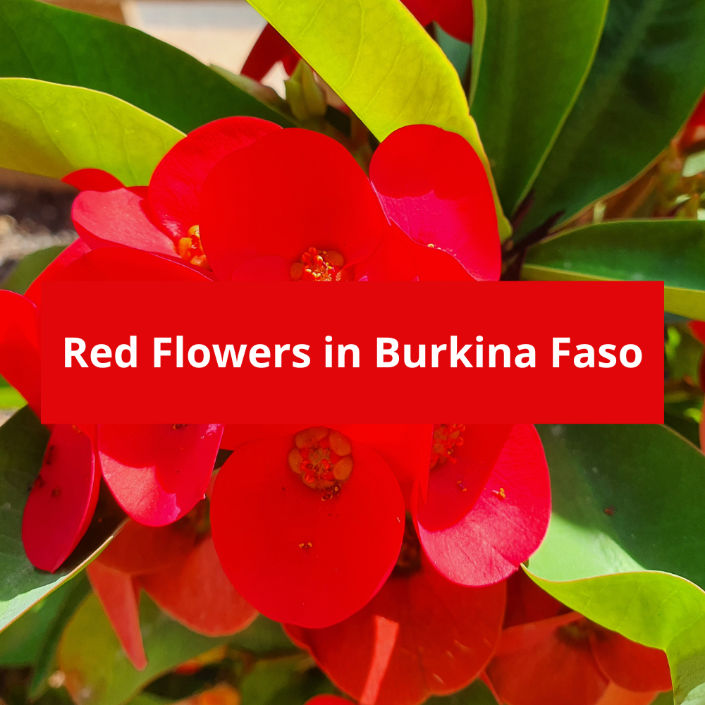 Red-Flowers-in-Burkina-Faso