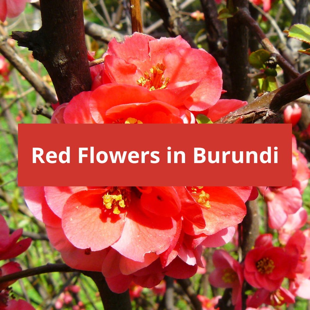 Red-Flowers-in-Burundi