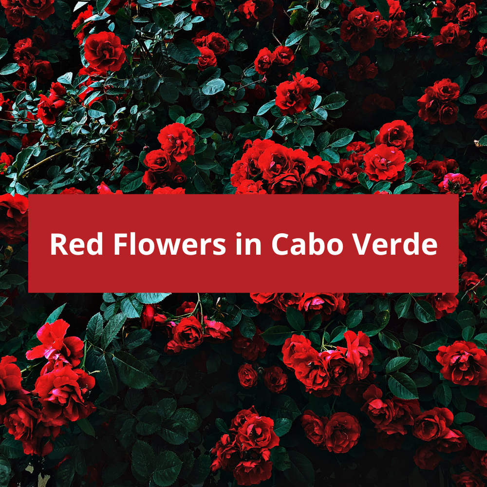 Red-Flowers-in-Cabo-Verde