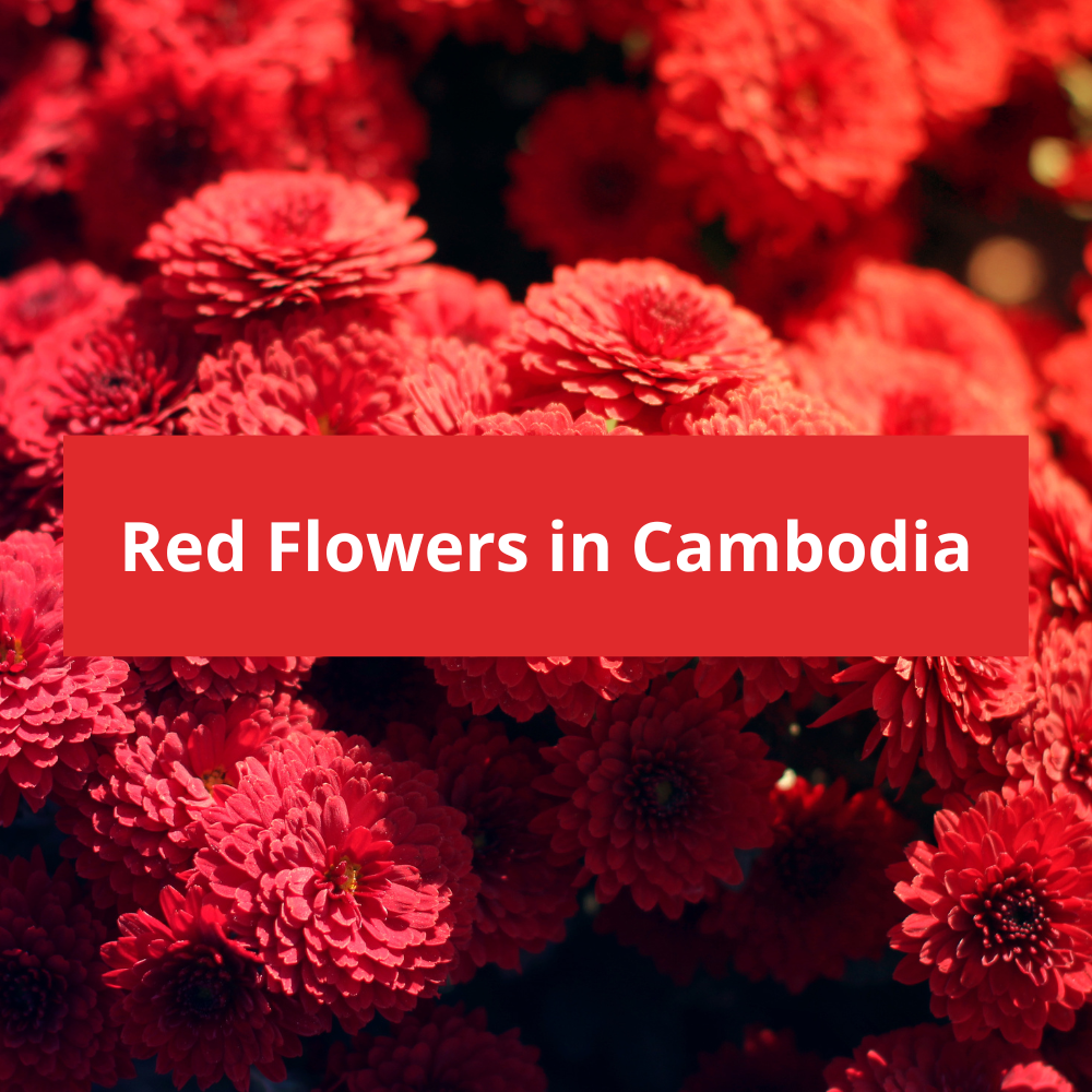 Red-Flowers-in-Cambodia