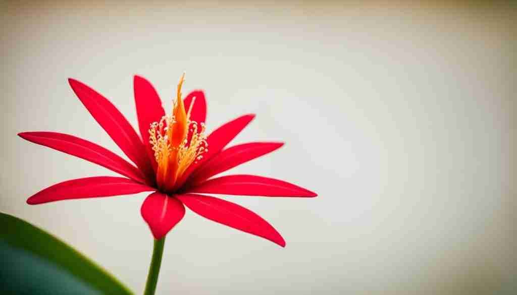 Red Flowers in Cambodian Culture