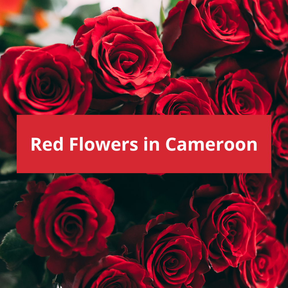 Red-Flowers-in-Cameroon