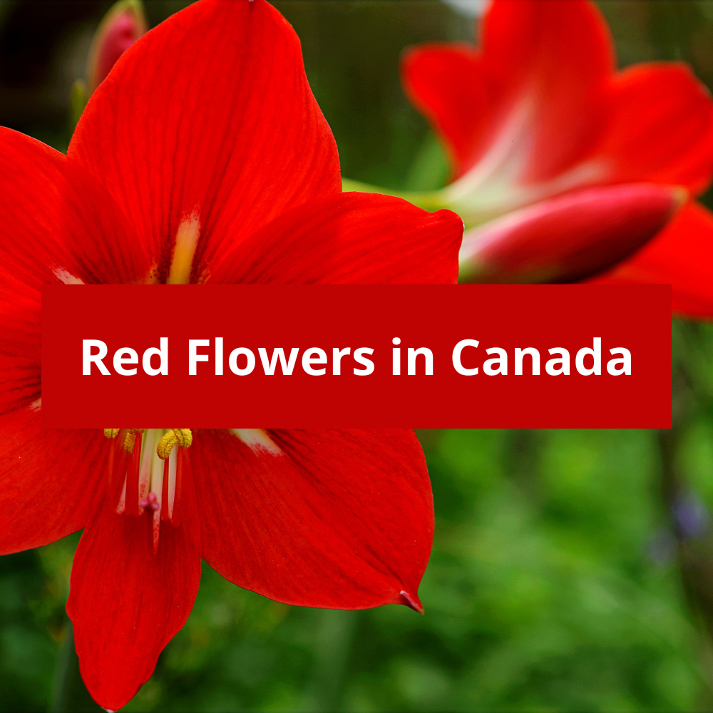 Red-Flowers-in-Canada