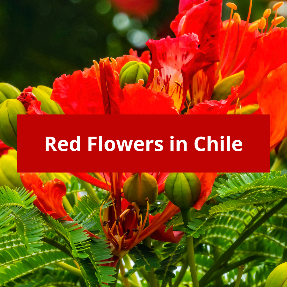 Red-Flowers-in-Chile