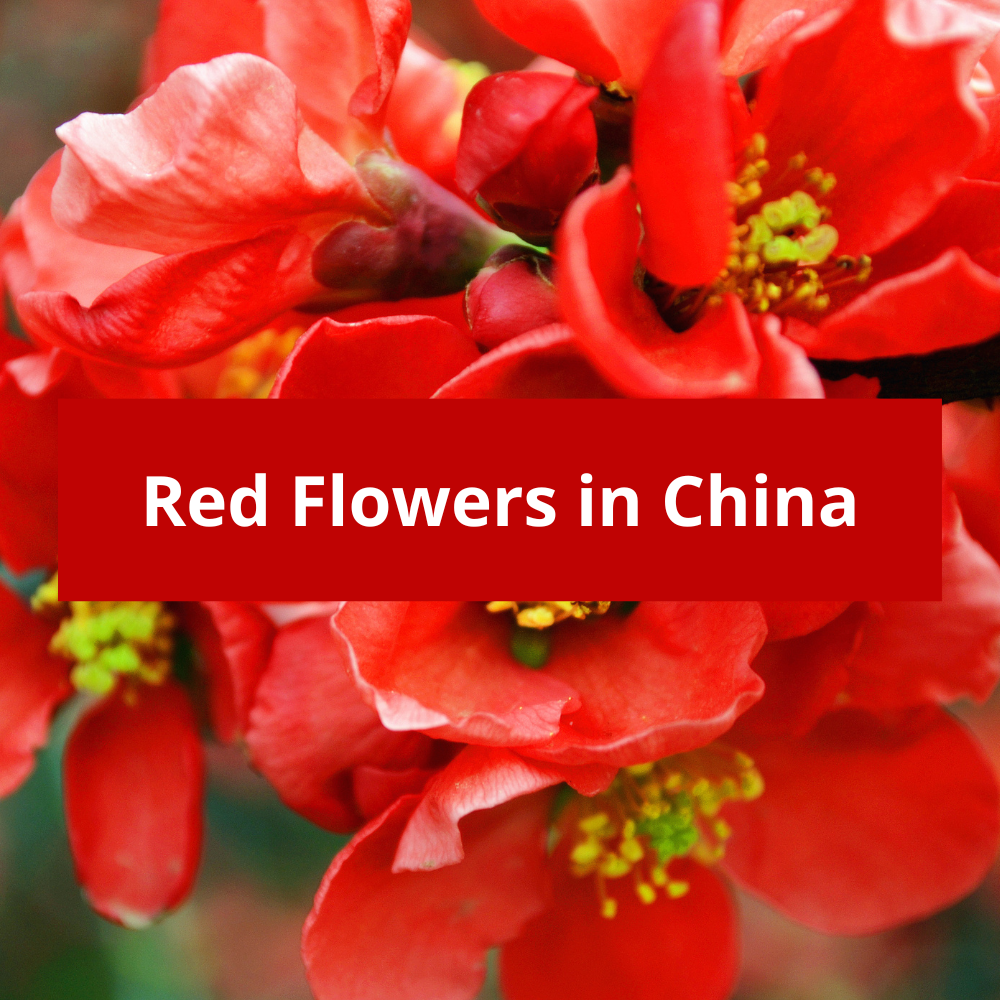 Red-Flowers-in-China