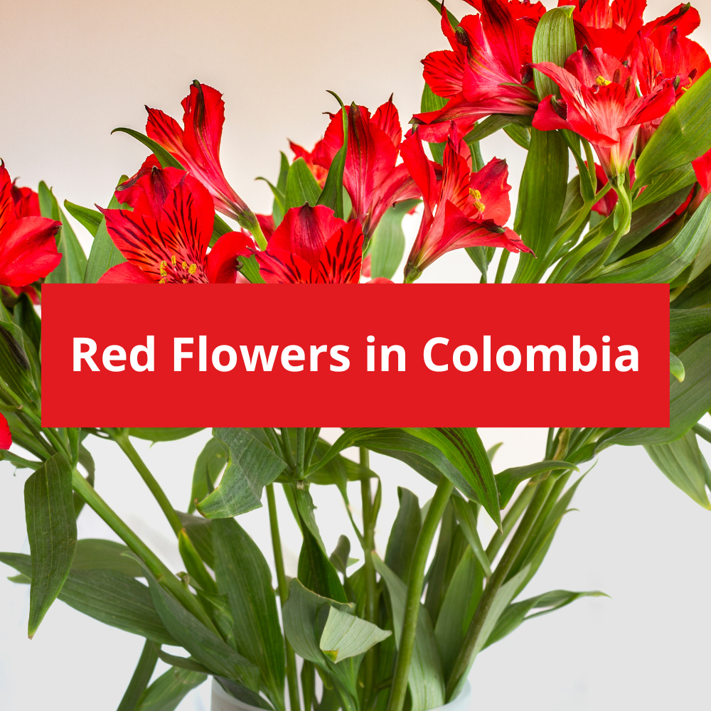 Red-Flowers-in-Colombia