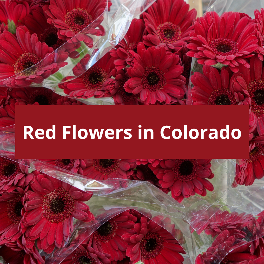 Red-Flowers-in-Colorado