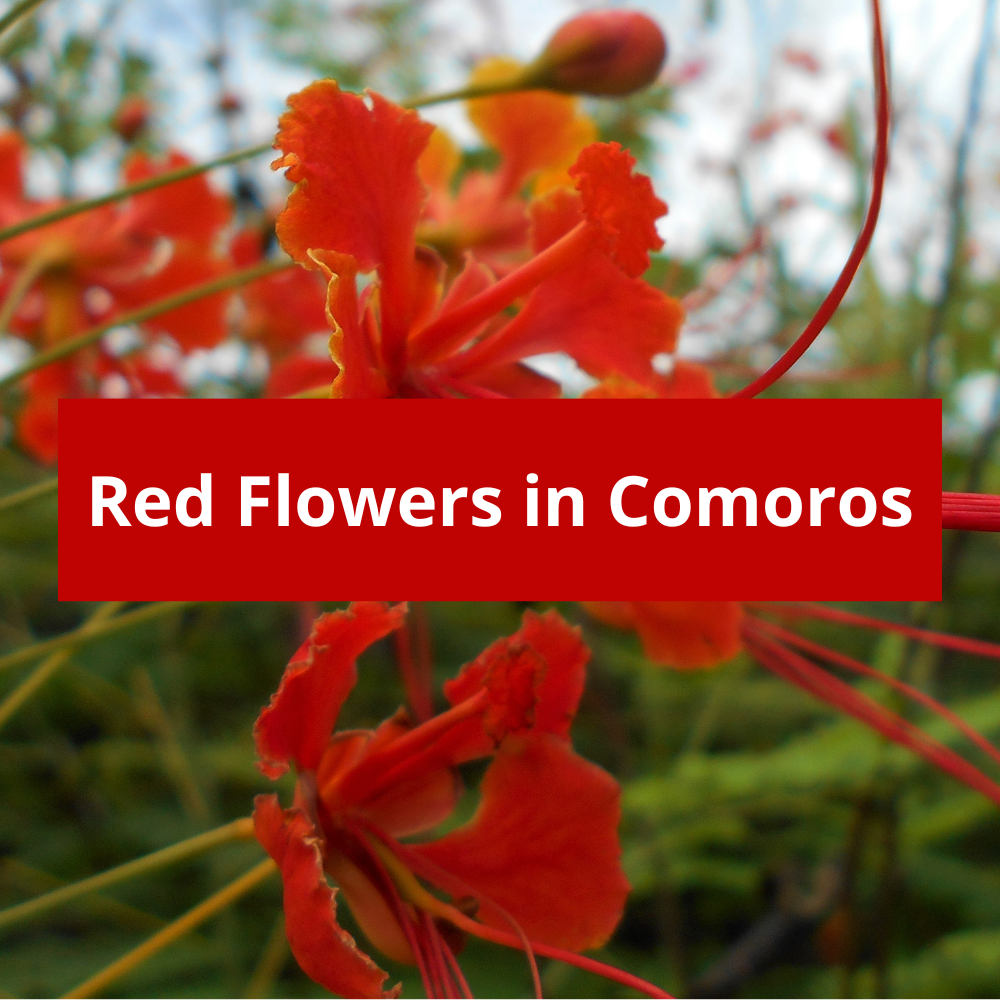 Red-Flowers-in-Comoros